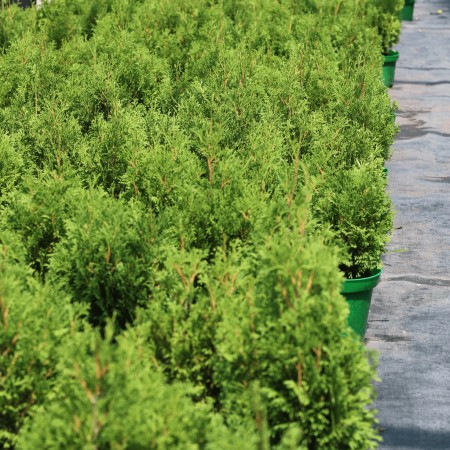 Туя западная Miky 20-40 см