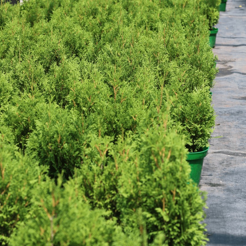 Туя западная Miky 20-40 см