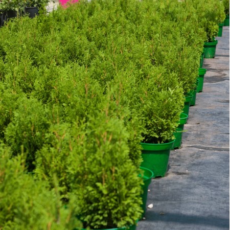 Туя западная Miky 20-40 см