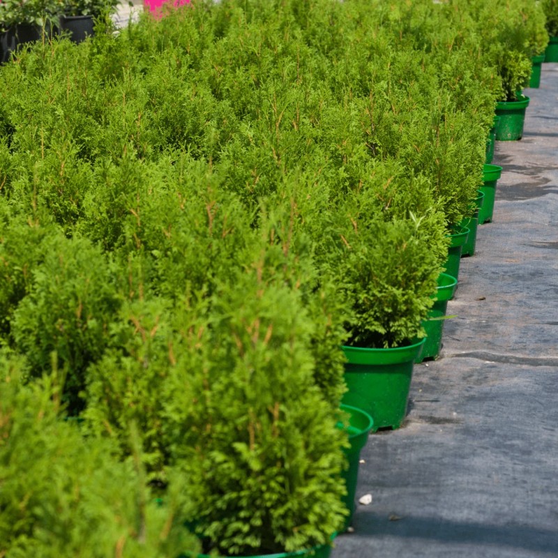 Туя западная Miky 20-40 см