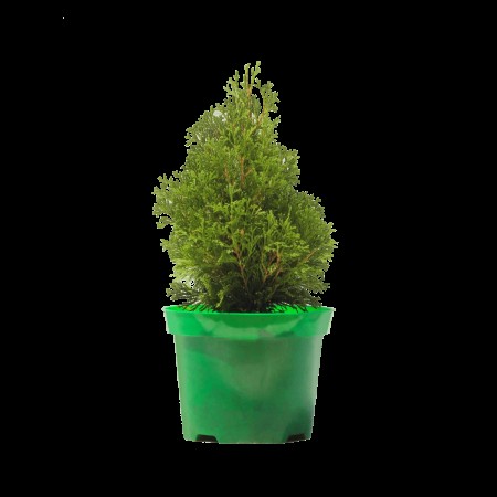 Туя западная Miky 20-40 см