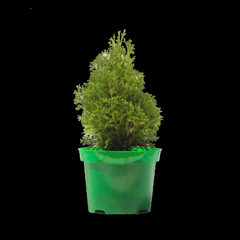 Туя западная Miky 20-40 см
