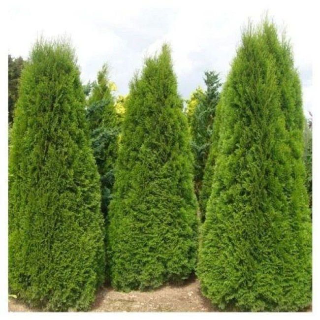 ТУЯ ЗАПАДНАЯ SMARAGD  50-70 см