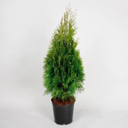 ТУЯ ЗАПАДНАЯ SMARAGD  50-70 см