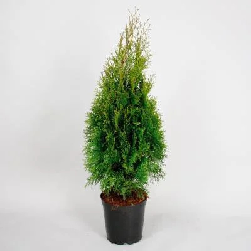 ТУЯ ЗАПАДНАЯ SMARAGD  50-70 см