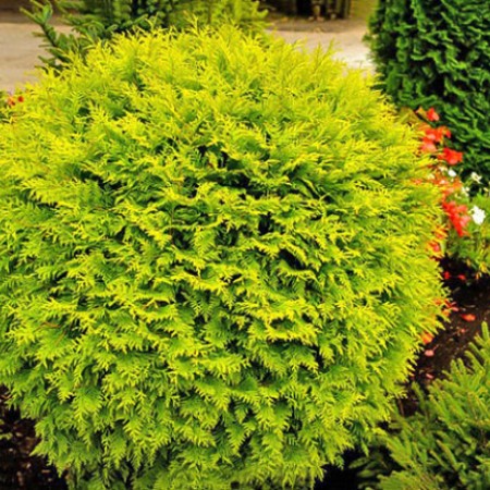 Туя западная Голден Глоб