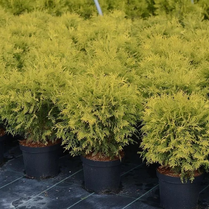 Туя западная Голден Глоб