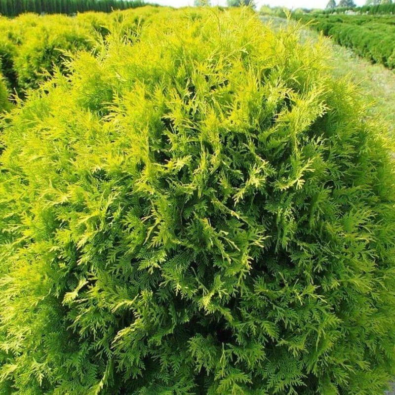 Туя западная Голден Глоб