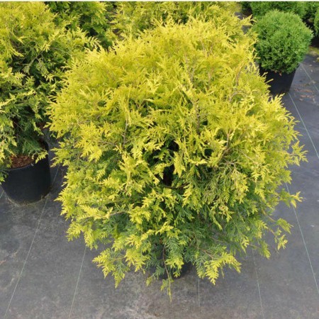 Туя западная Голден Глоб