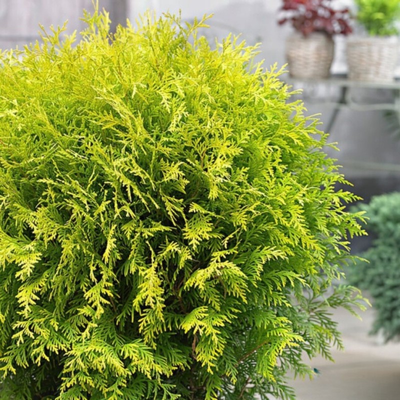 Туя западная Голден Глоб