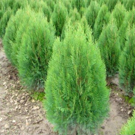 Биота Туя восточная Биота