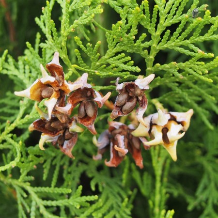 Биота Туя восточная Биота