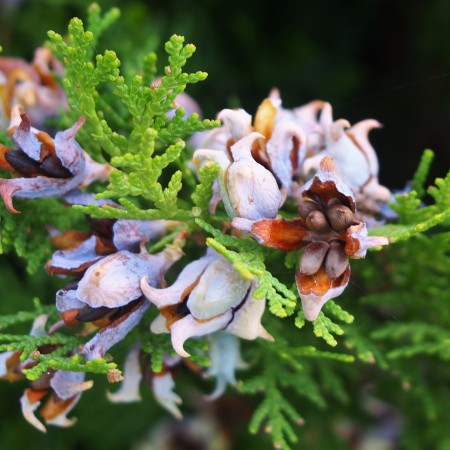 Биота Туя восточная Биота