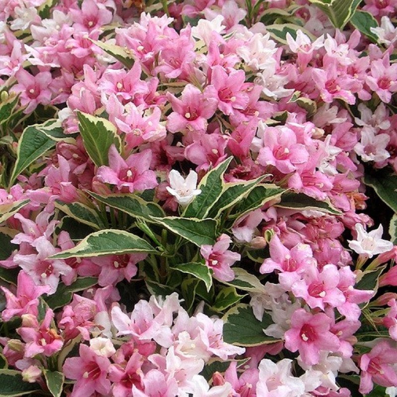 Вейгела Nana Variegata