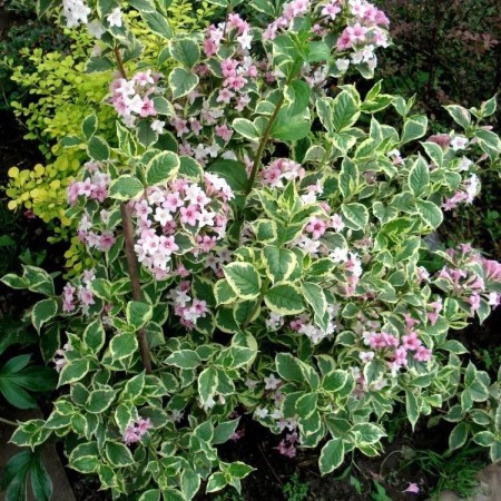 Вейгела Nana Variegata