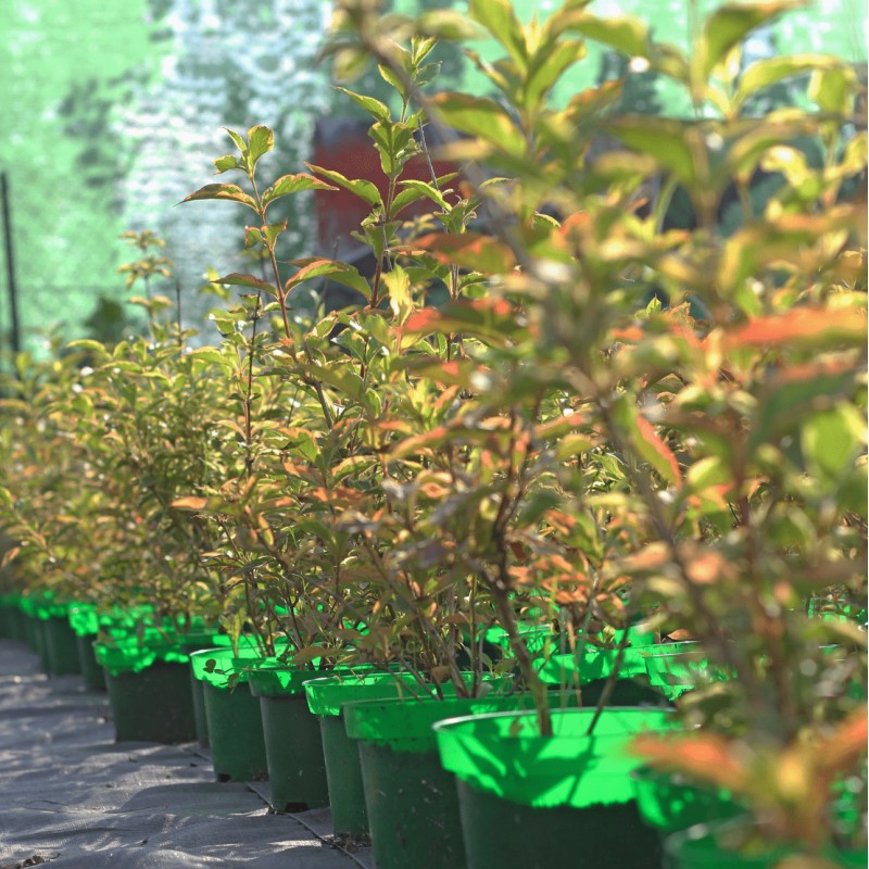 Вейгела Nana Variegata