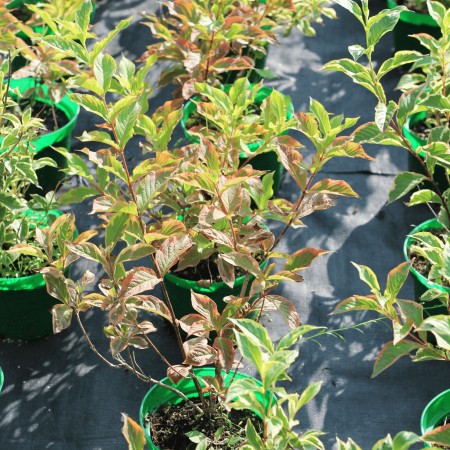 Вейгела Nana Variegata