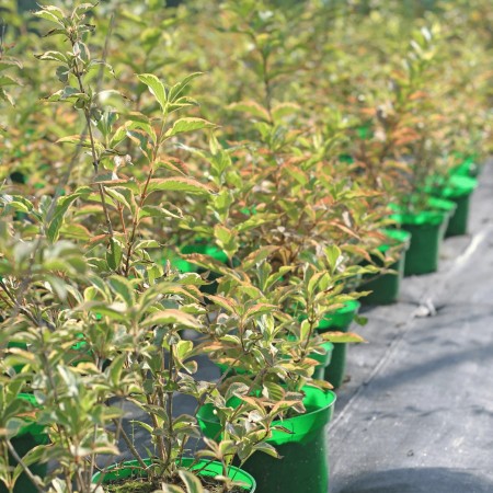 Вейгела Nana Variegata