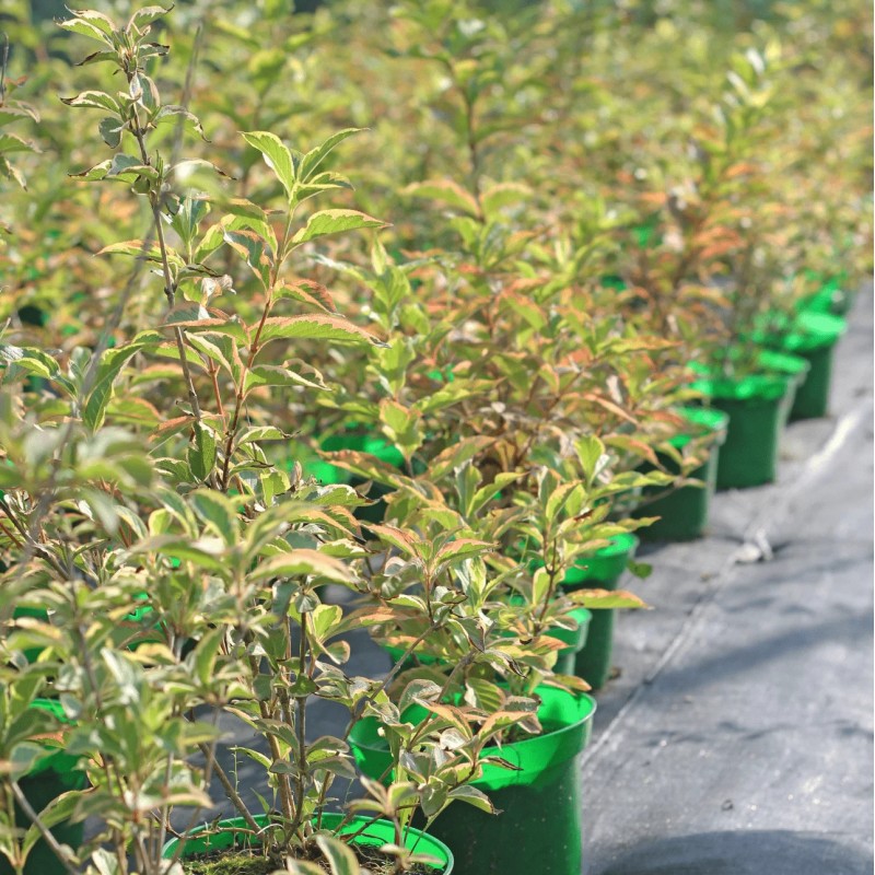 Вейгела Nana Variegata