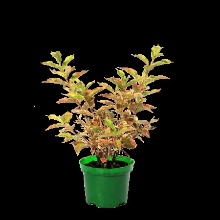 Вейгела Nana Variegata