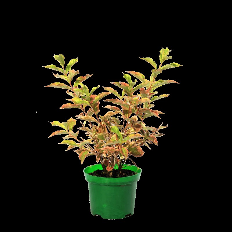 Вейгела Nana Variegata