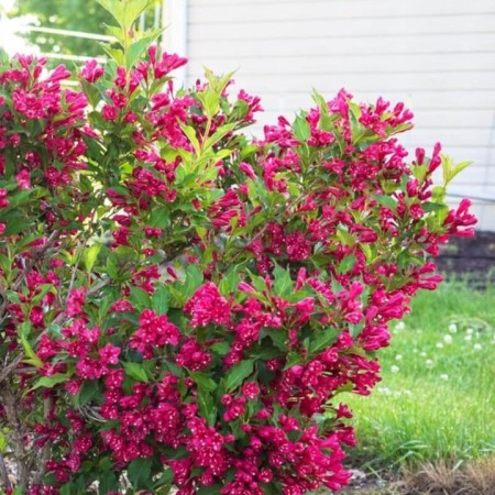 Вейгела Red Prince