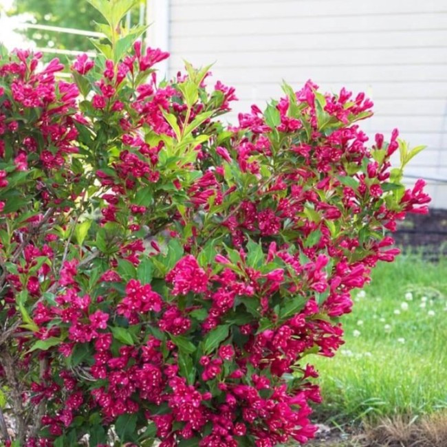 Вейгела Red Prince