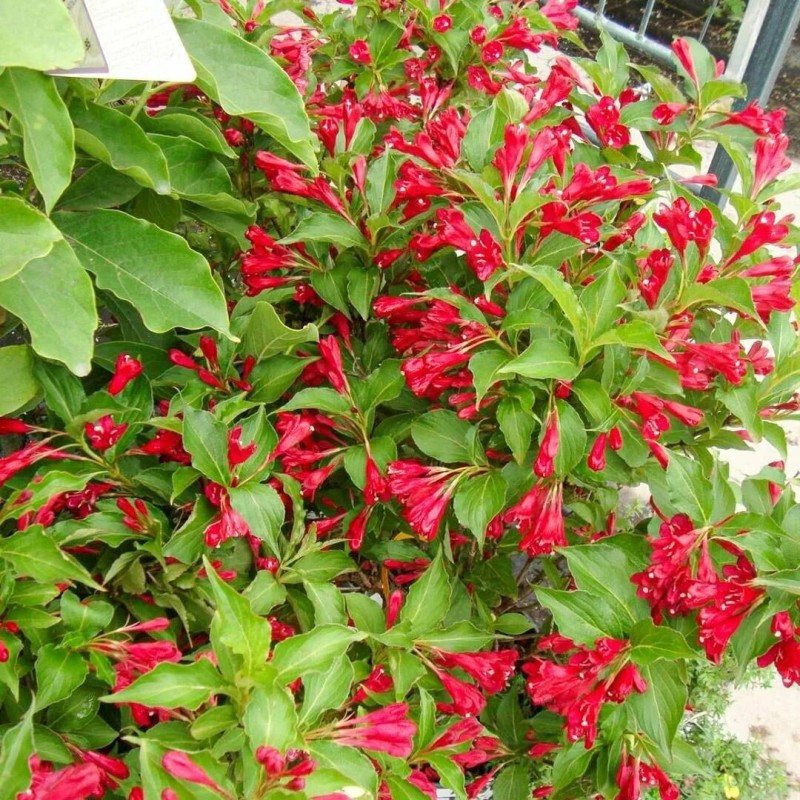 Вейгела Red Prince