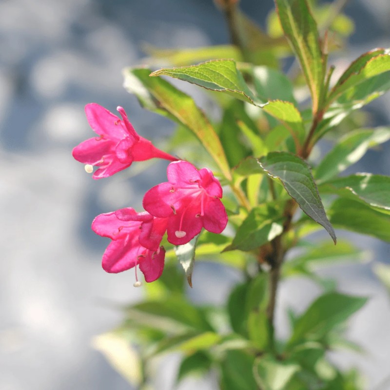 Вейгела Red Prince