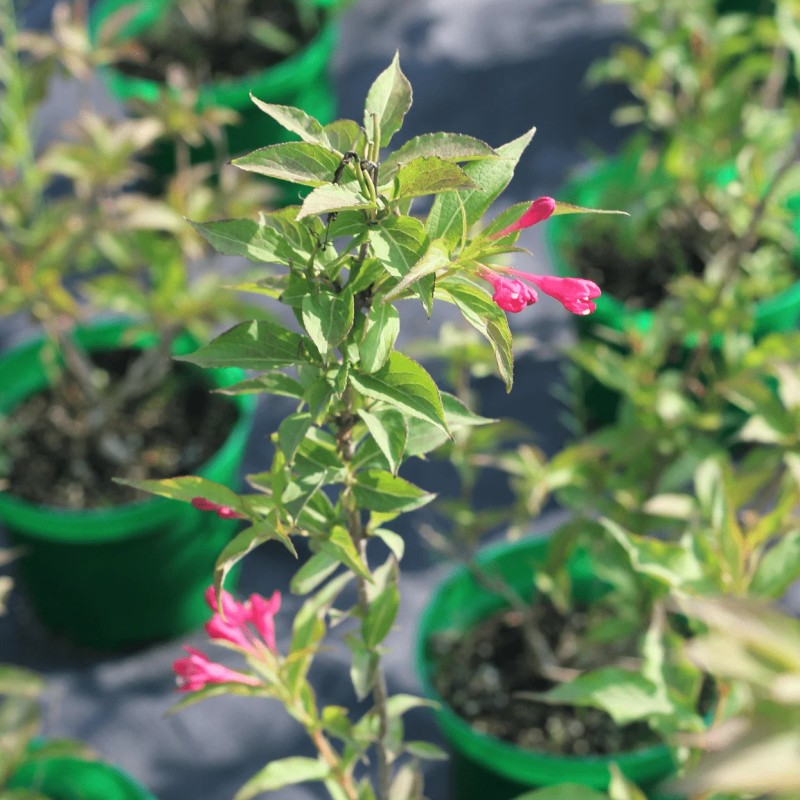 Вейгела Red Prince