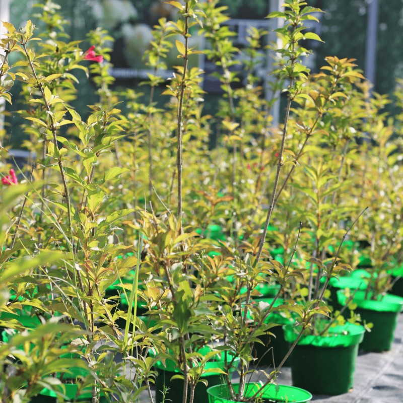 Вейгела Red Prince