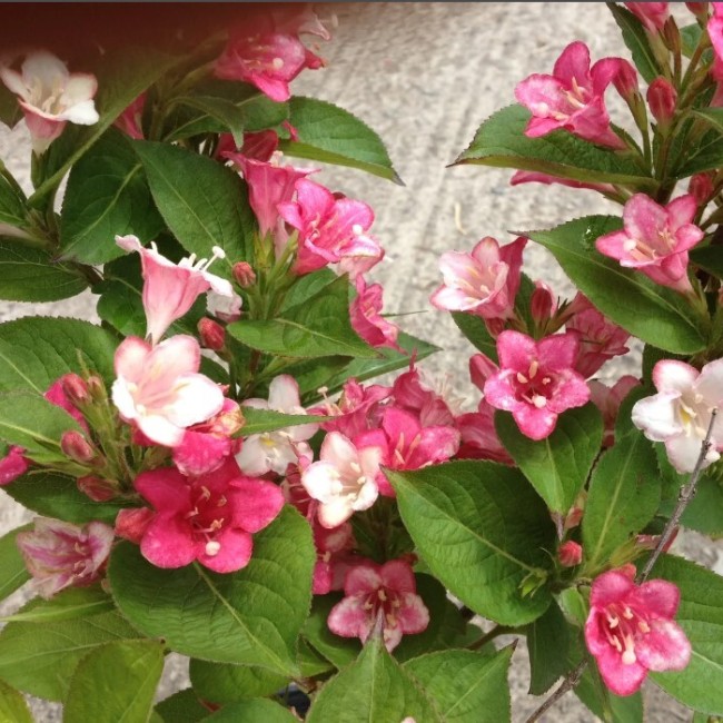 Вейгела Carnaval