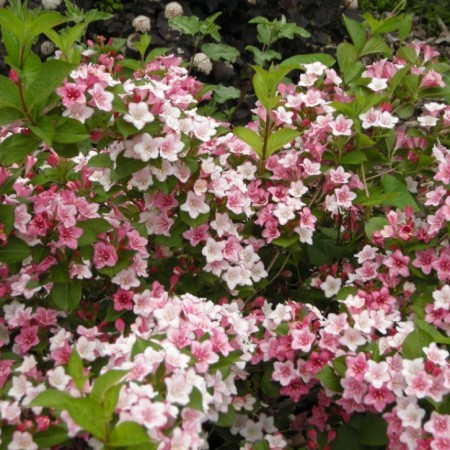 Вейгела Carnaval