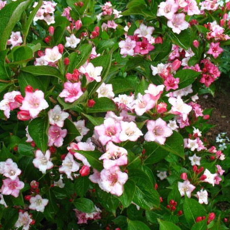 Вейгела Carnaval