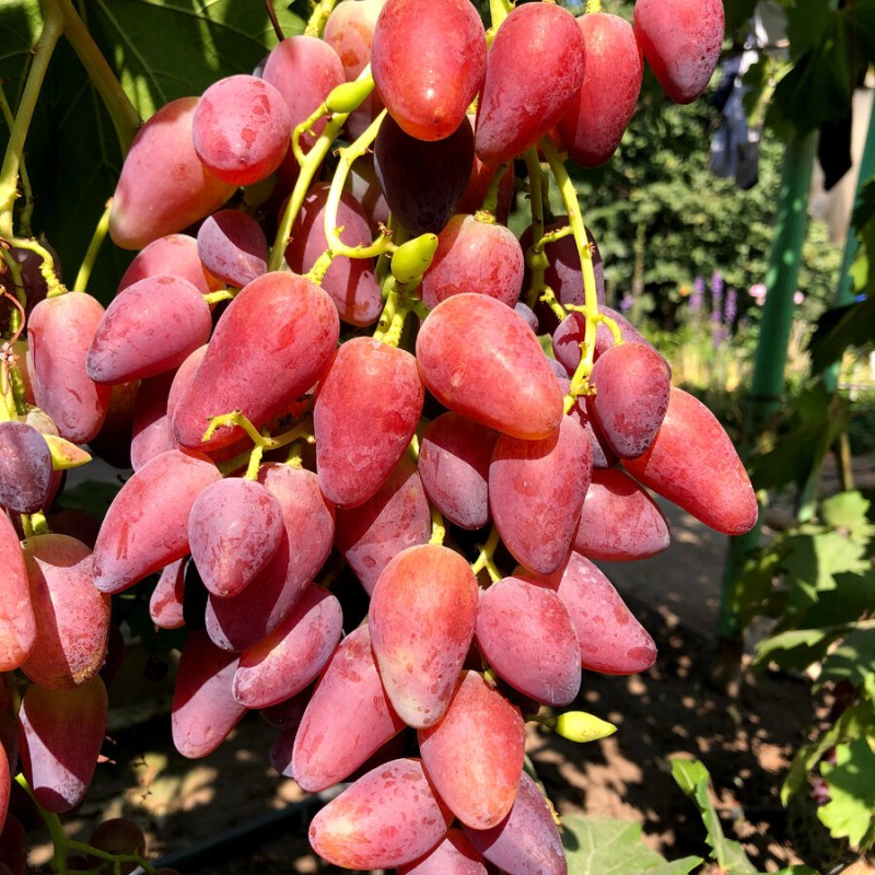 Виноград Дубовский розовый