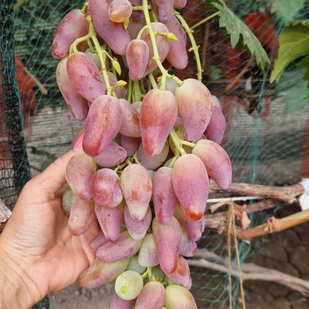 Виноград Дубовский розовый