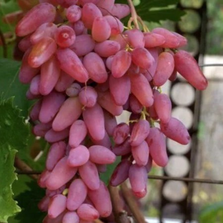 Виноград Дубовский розовый