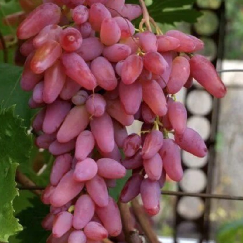 Виноград Дубовский розовый