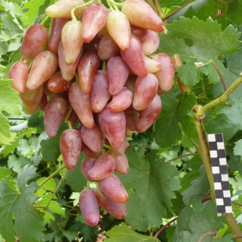 Виноград Дубовский розовый