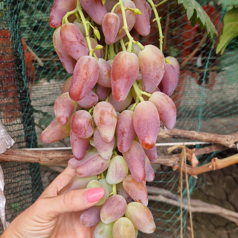 Виноград Дубовский розовый