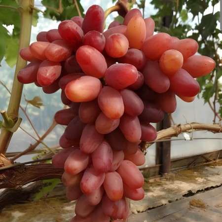 Виноград Казанова столовый