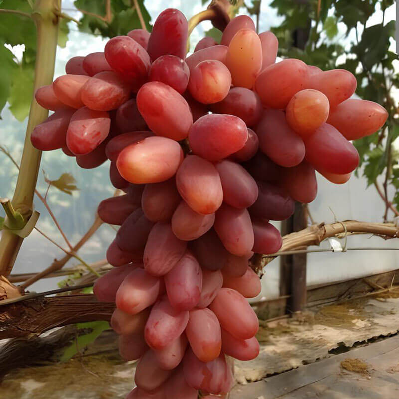 Виноград Казанова столовый