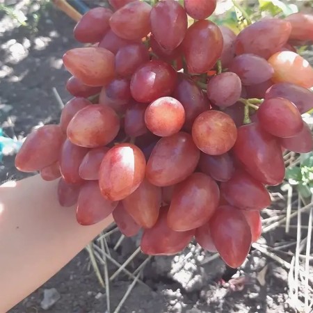 Виноград Казанова столовый