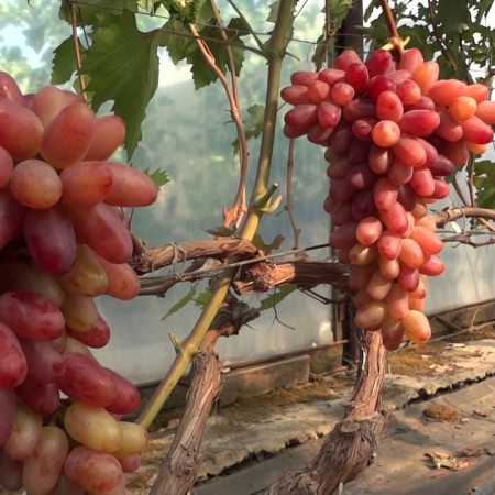 Виноград Казанова столовый