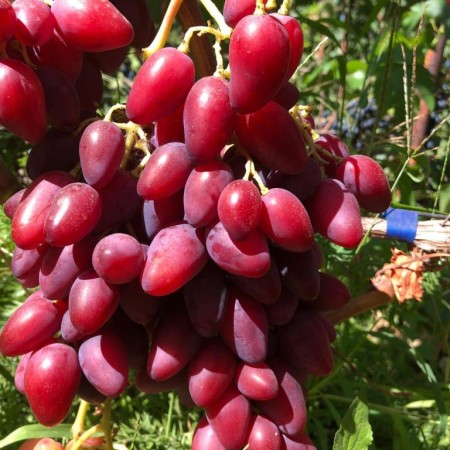 Виноград Казанова столовый