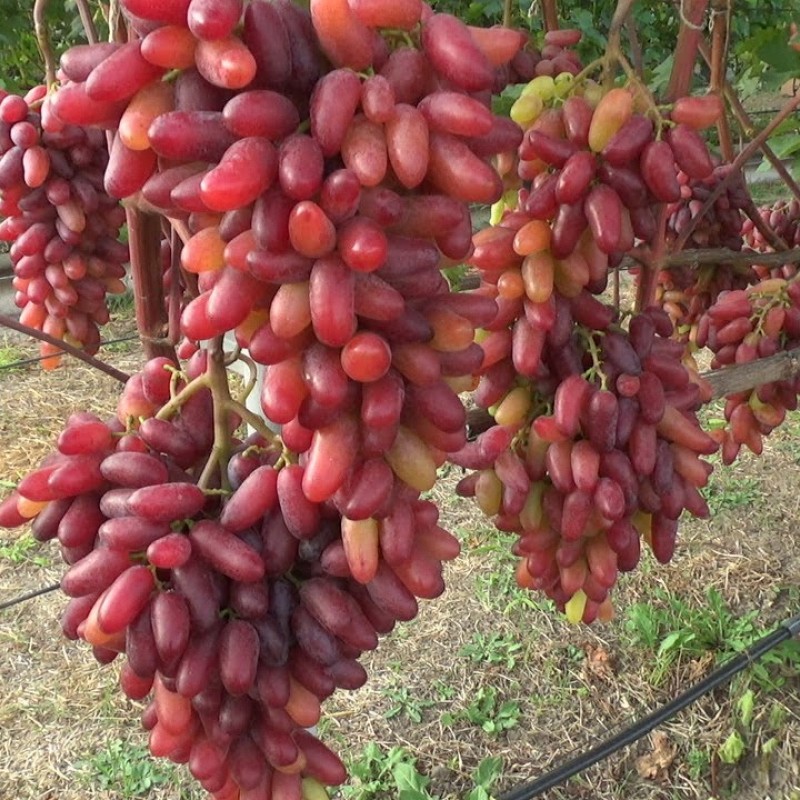 Виноград Казанова столовый