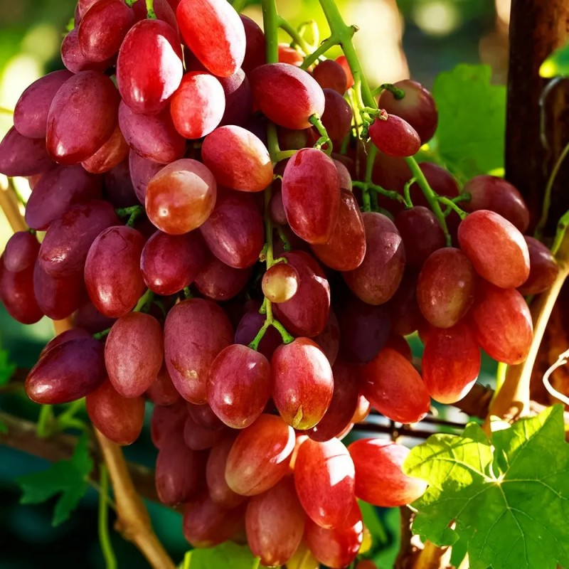 Виноград Казанова столовый