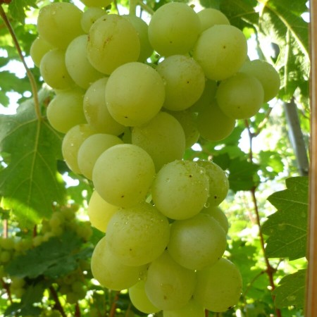 Виноград Спонсор столовый