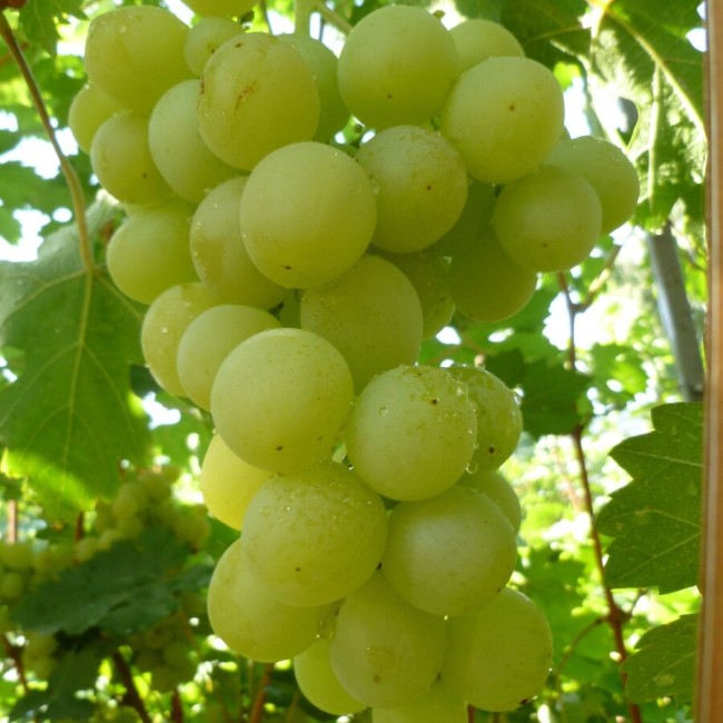 Виноград Спонсор столовый