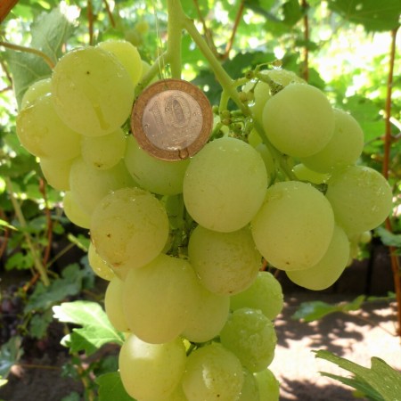 Виноград Спонсор столовый